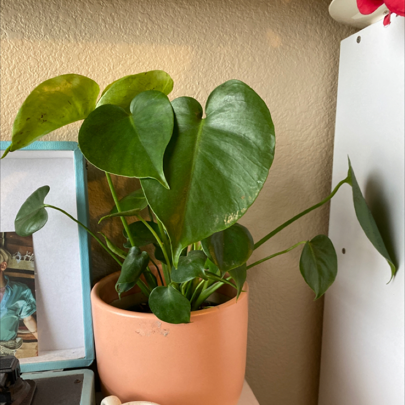 Monstera plant photo by @happyplace0 named Jeno on Greg, the plant care app.