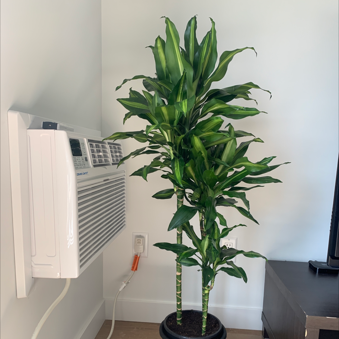 Photo of the plant species Dracaena Cintho by @gracey named Drey on Greg, the plant care app