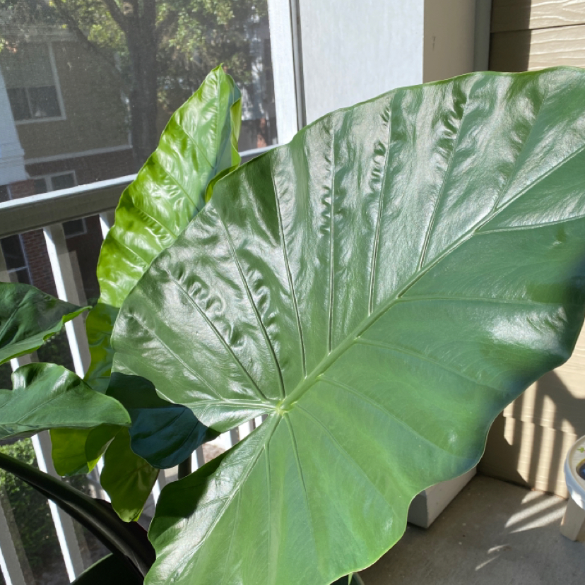Alocasia 'Serendipity' plant photo by Caroline named Planty on Greg, the plant care app.