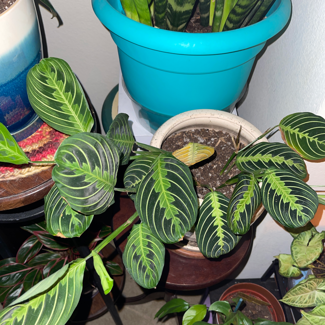 Lemon Lime Prayer Plant with vibrant green leaves and visible soil in a pot.