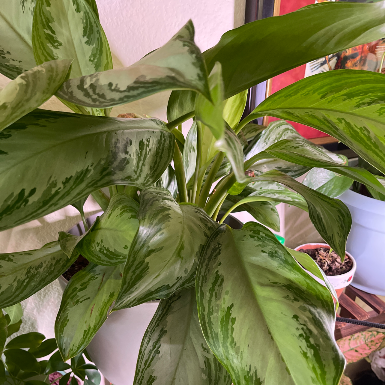 Healthy Aglaonema 'Silver Bay' plant with vibrant green and silver variegated leaves.