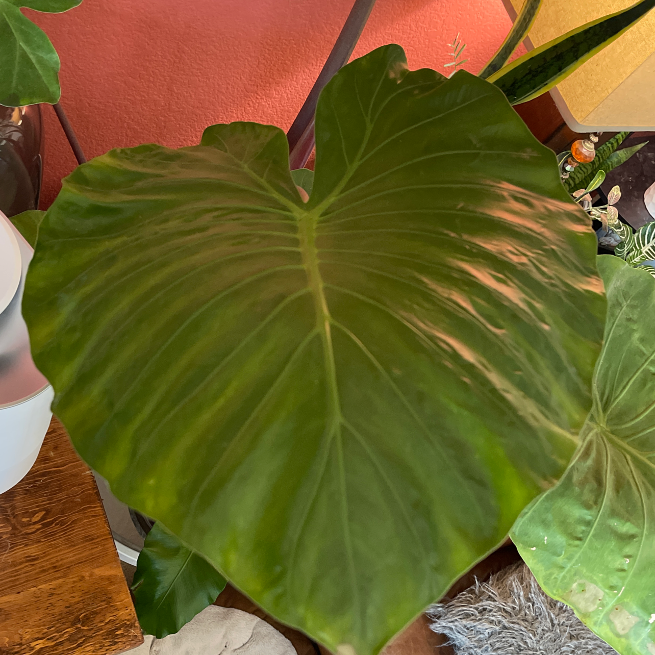 Healthy leaf of an Alocasia 'Imperial Red' plant, vibrant and green.