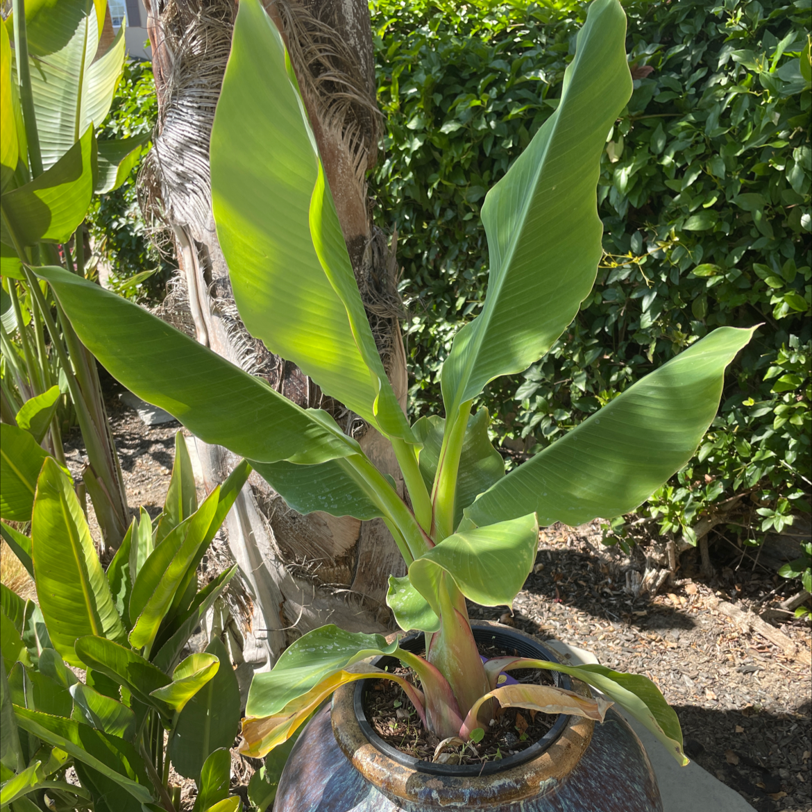 A healthy Abyssinian Banana plant in a pot, with vibrant green leaves and visible soil.