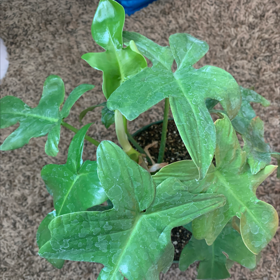 Green Arrow-Arum plant with green leaves and slight browning at the edges, potted with visible soil.