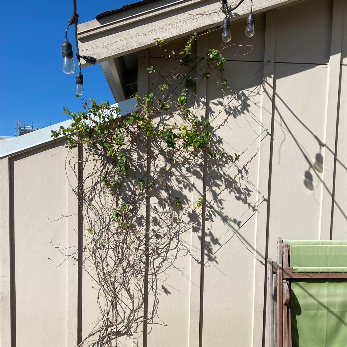 Amur Honeysuckle climbing plant against a wall with some yellowing leaves.
