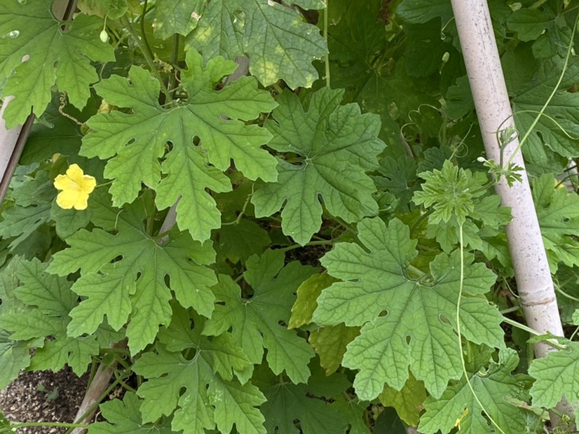 Photo of the plant species Plume Poppy by Ying tsun named Your plant on Greg, the plant care app