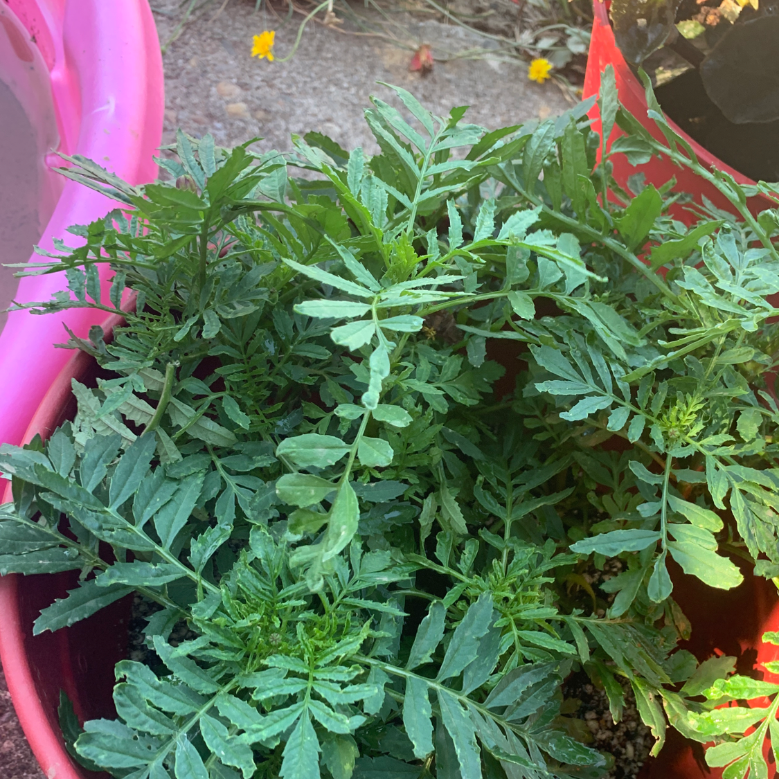 African Marigold plant photo by Caitlyn named Mary on Greg, the plant care app.