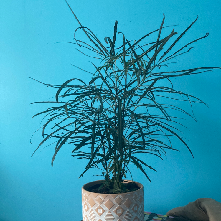 false Aralia plant in a decorative pot with some browning leaves against a blue background.