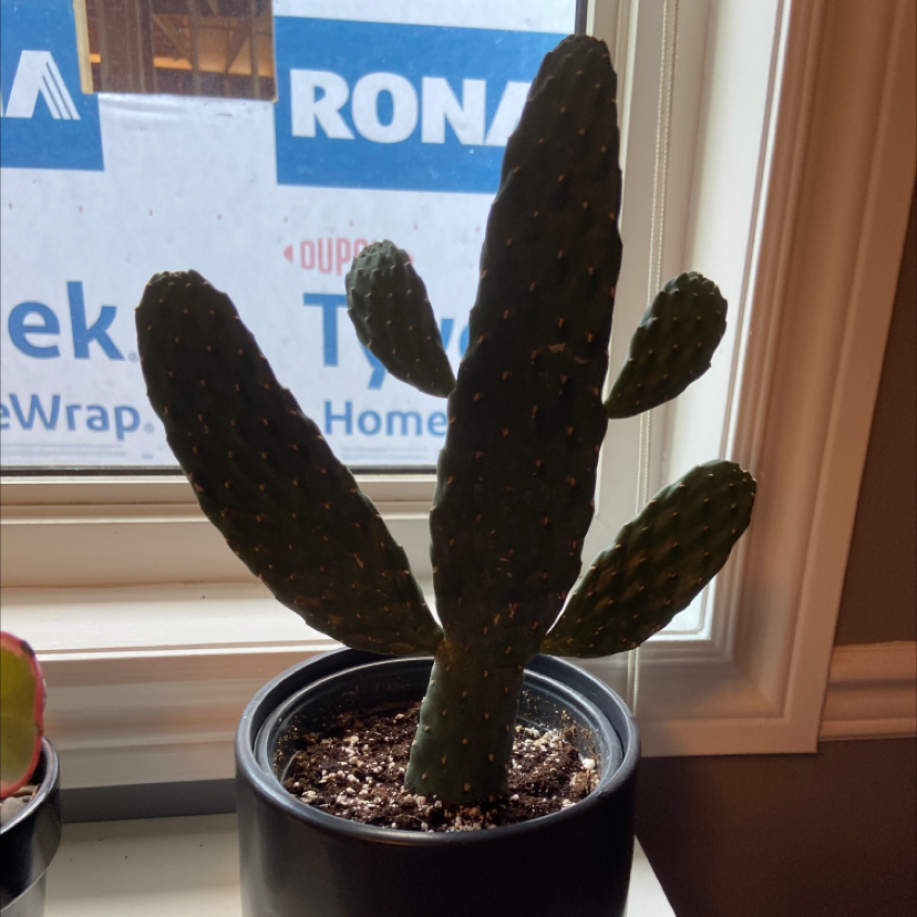 Potted Woolyjoint Prickly Pear cactus on a windowsill, healthy and well-framed.