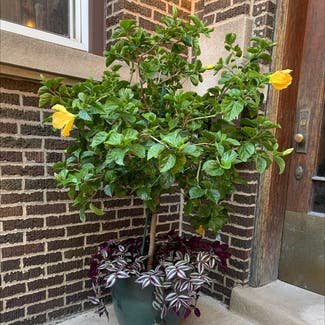 Chinese Hibiscus plant in Chicago, Illinois