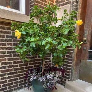 Chinese Hibiscus plant photo by Soph_1510 named Sir Plancelot on Greg, the plant care app.