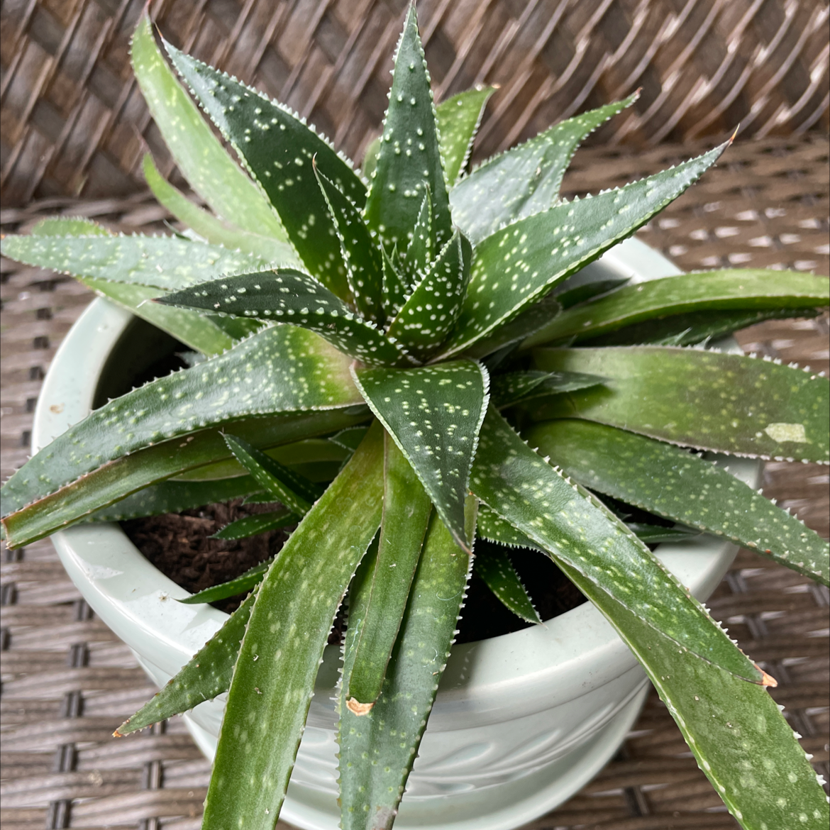 Aloe Aristata plant photo by @danie_robichaud named Planty on Greg, the plant care app.