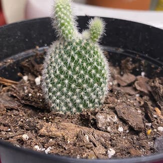 Bunny Ears Cactus plant in Fort Hood, Texas