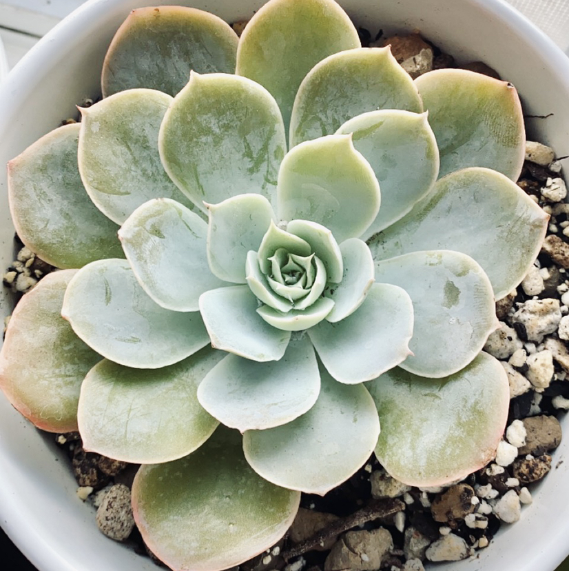 Echeveria 'Domingo' plant photo by @dreamlettuce named Echeveria “Sol” on Greg, the plant care app.