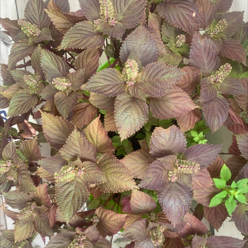 Beefsteak Plant with broad, serrated, reddish-purple leaves.