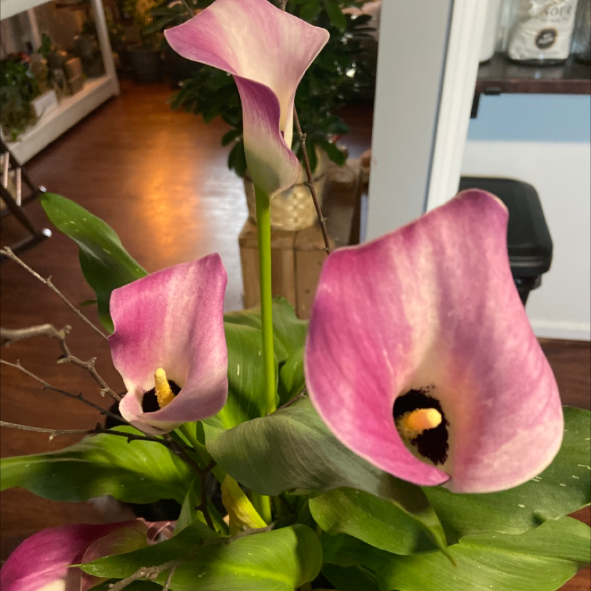 my calla lilies are drooping