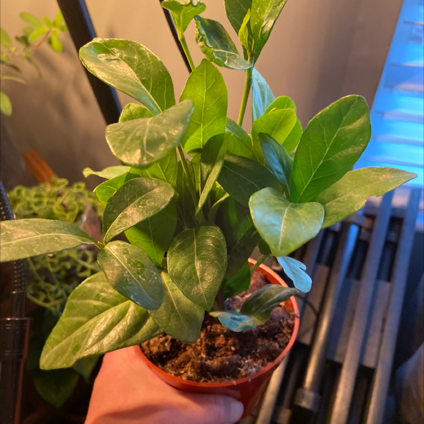 Potted Cape Jasmine plant with healthy green leaves, held by a hand.