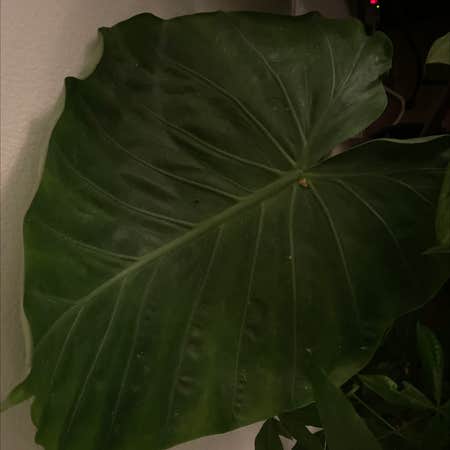 Photo of the plant species Alocasia 'Imperial Red' by @VanillaSpycee named Tree Diddy on Greg, the plant care app