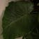 Calculate water needs of Alocasia 'Imperial Red'