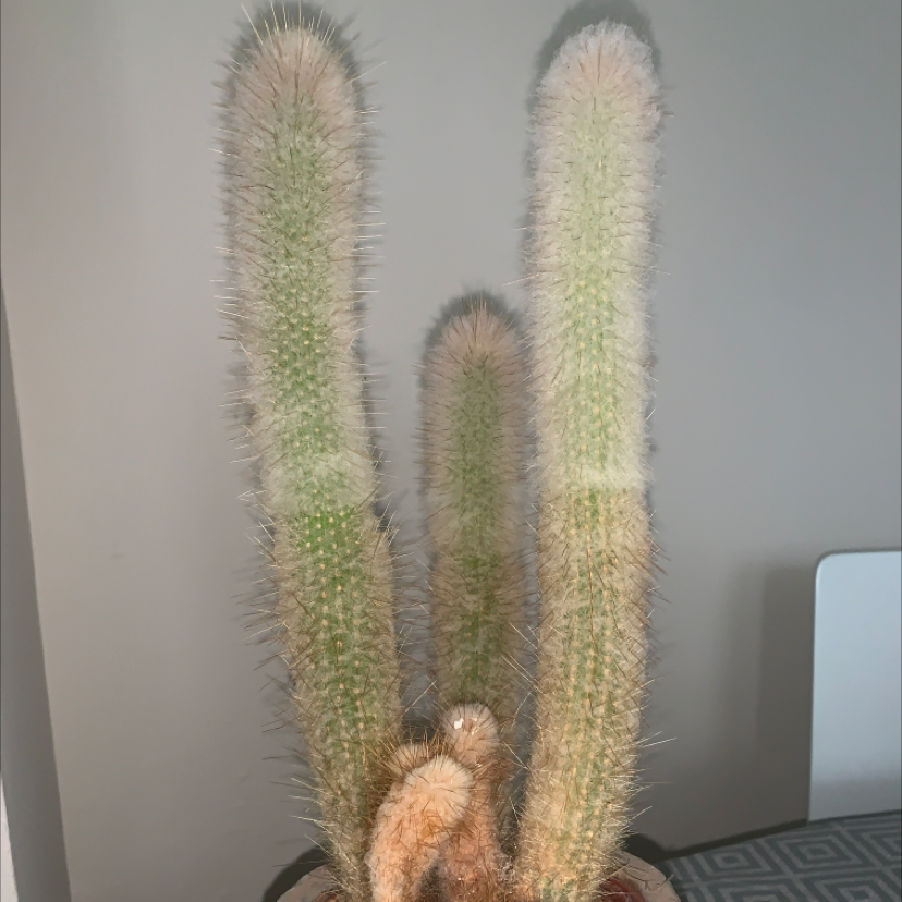 Golden Snakecactus with multiple stems, some showing browning, potted indoors.