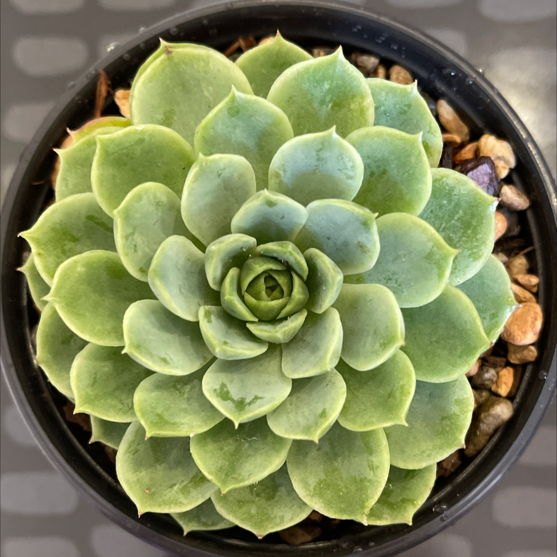 Echeveria 'Lime n' Chile' succulent in a pot with visible soil and pebbles.