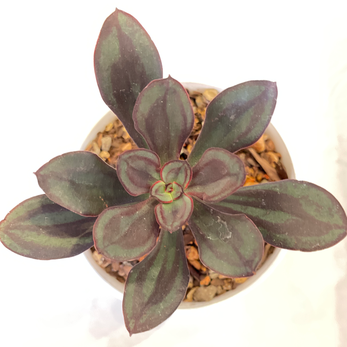 Photo of the plant species Painted Echeveria by Patricia named Ikea 1 on Greg, the plant care app