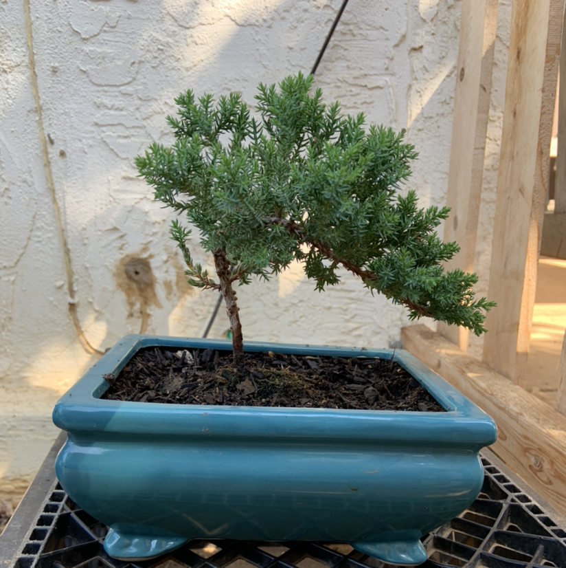 Creeping Juniper plant in a blue rectangular pot with dense green foliage.