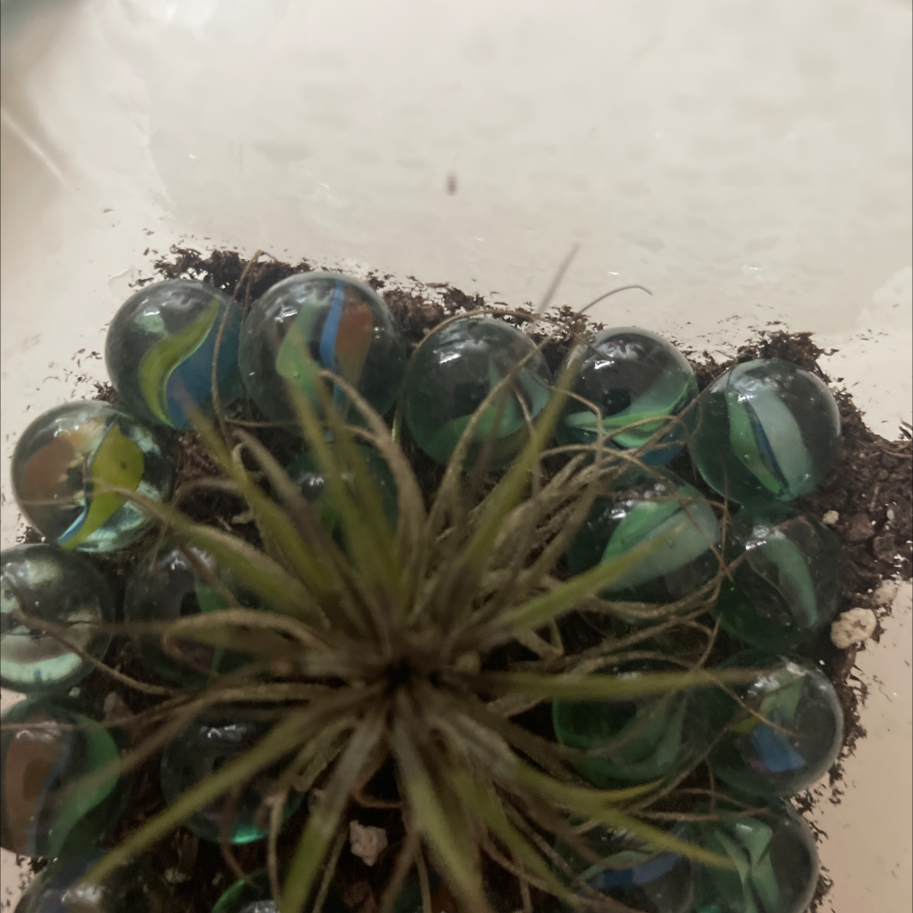 Persian Cyclamen plant with vibrant marbled heart-shaped leaves in shades of green and silver, appearing healthy in a plastic pot with visible soil.