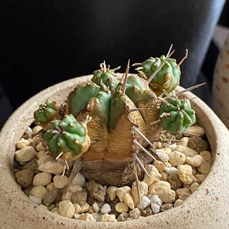 Photo of the plant species Euphorbia Kamekirin by @hama28 named Kamekirin on Greg, the plant care app