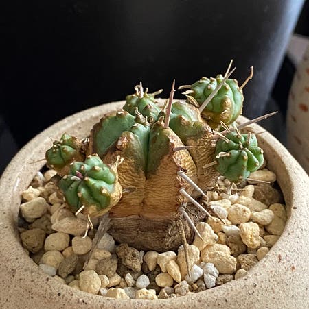 Photo of the plant species Euphorbia Kamekirin by Hama28 named Kamekirin on Greg, the plant care app