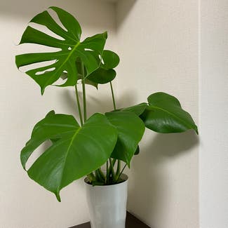Monstera plant in Osaka, Osaka