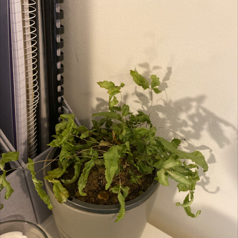 Potted Cretan Brake plant with slightly curled green leaves on a shelf next to books.