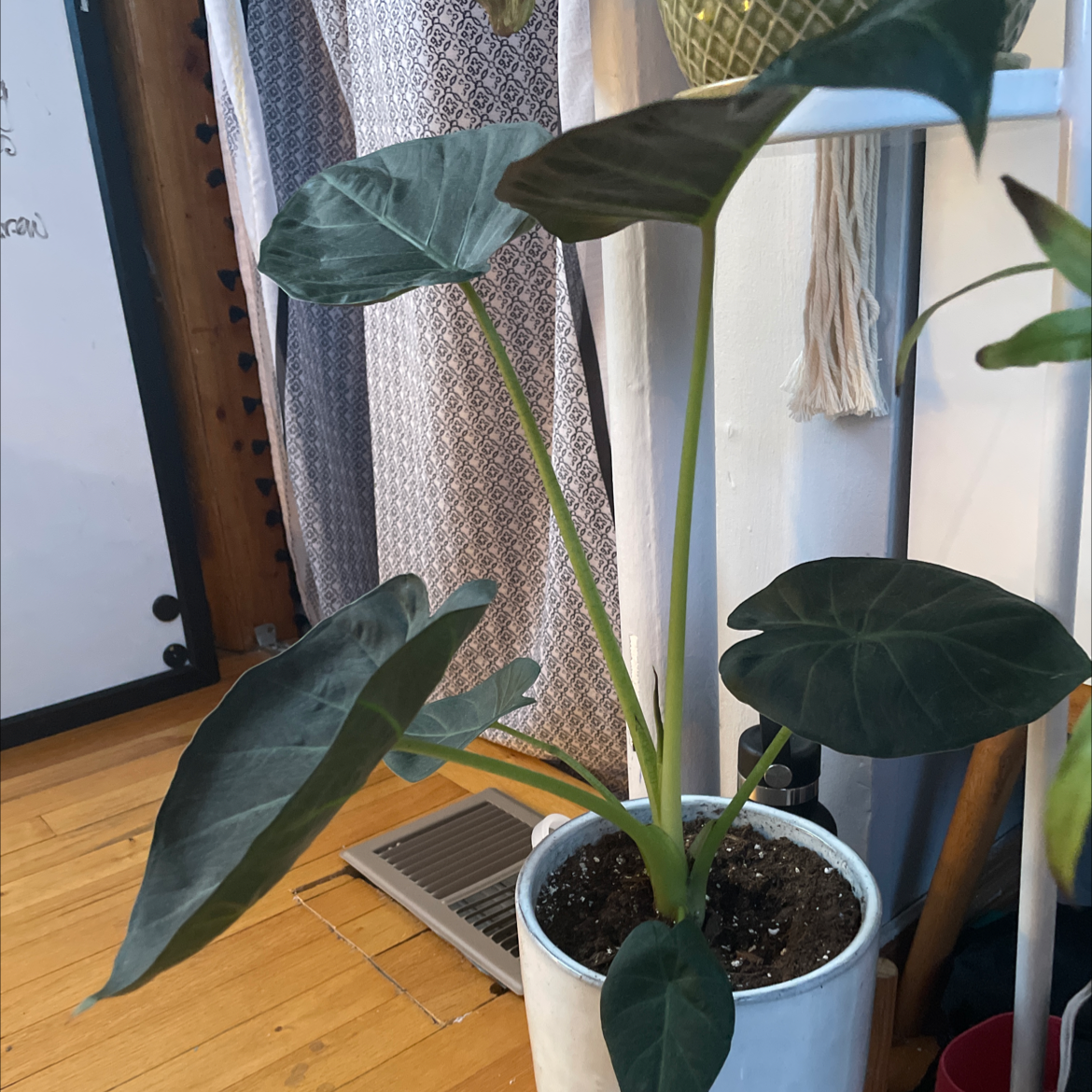 Jewel Alocasia plant in a white pot with large, dark green leaves.