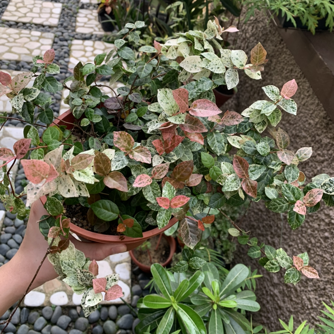 Potted Asian Jasmine plant with variegated leaves in green, white, and pink colors.