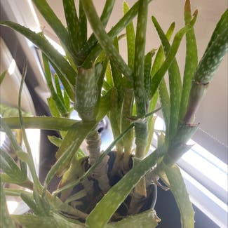 Aloe Vera plant in Edgware, England