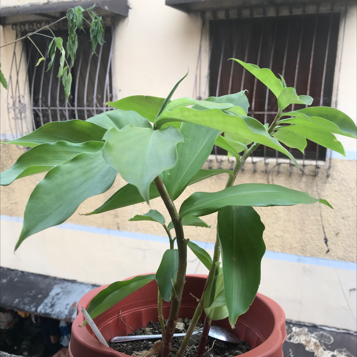 Photo of the plant species Fiery costus by Geromaine named Biggy on Greg, the plant care app