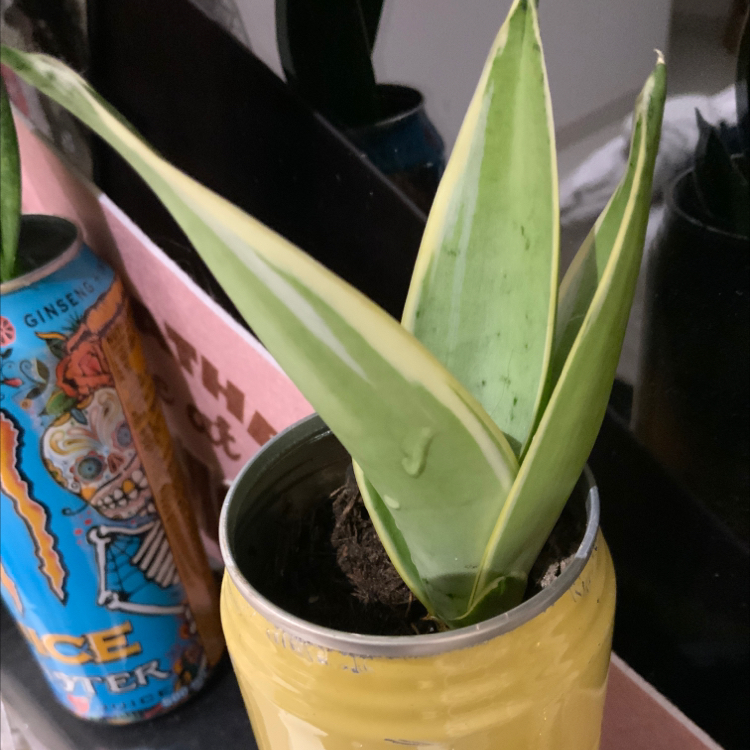 Photo of the plant species Weber Agave by @tteagsplants named Chloe on Greg, the plant care app