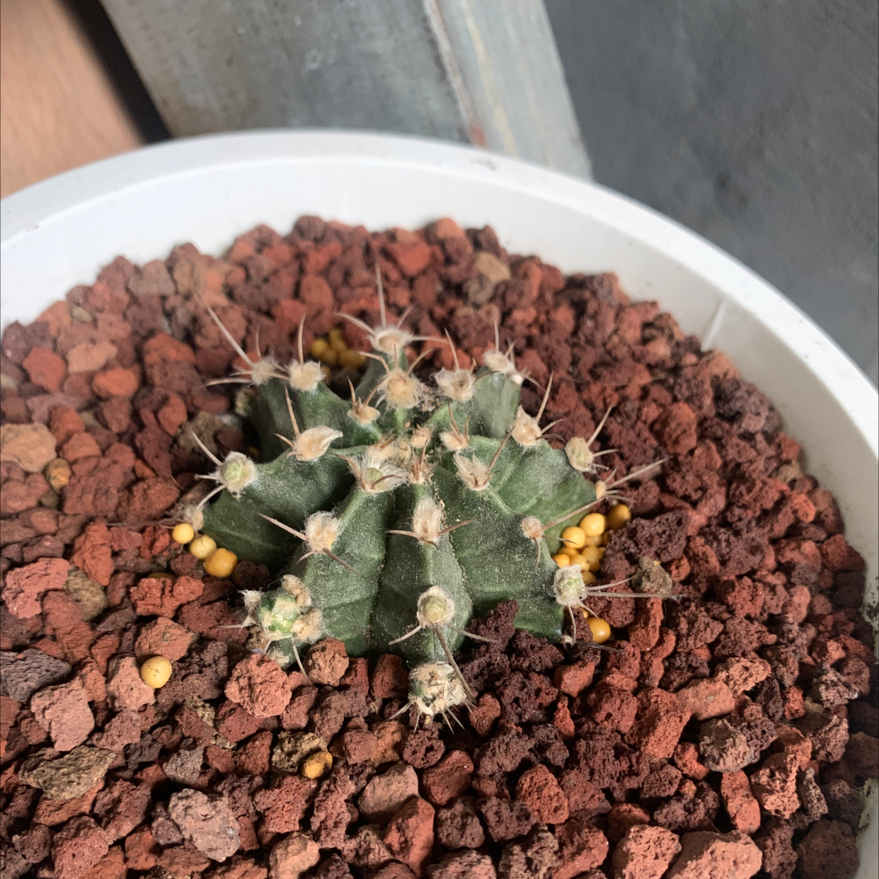 Turbinicarpus schmiedickeanus cactus in a pot with rocky soil, well-framed and in focus.