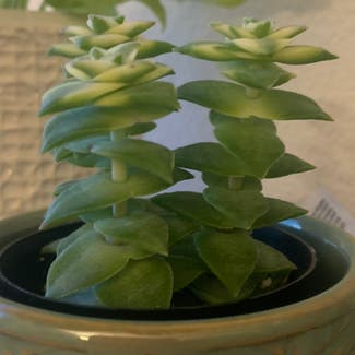 String of Buttons plant in San Jose, California