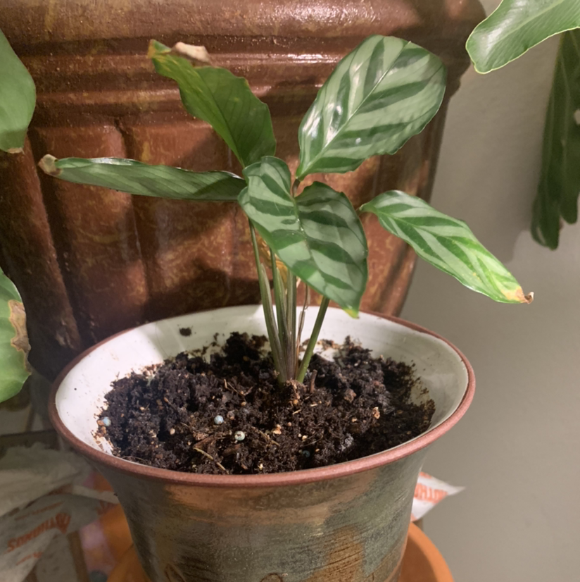 Never Never Plant in a pot with visible soil, displaying healthy green variegated leaves.
