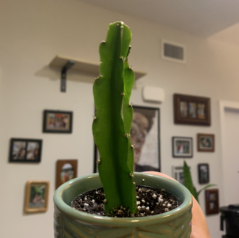 A healthy Hedge Cactus in a small pot with visible soil, held by a hand.