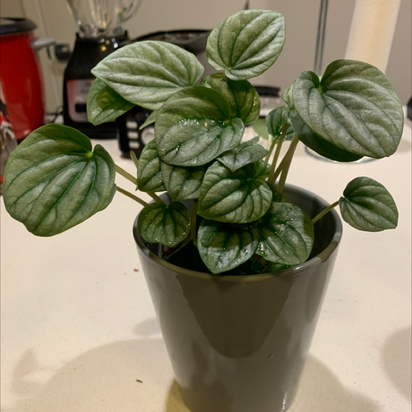 Silver Frost Peperomia plant in a pot with healthy green leaves.