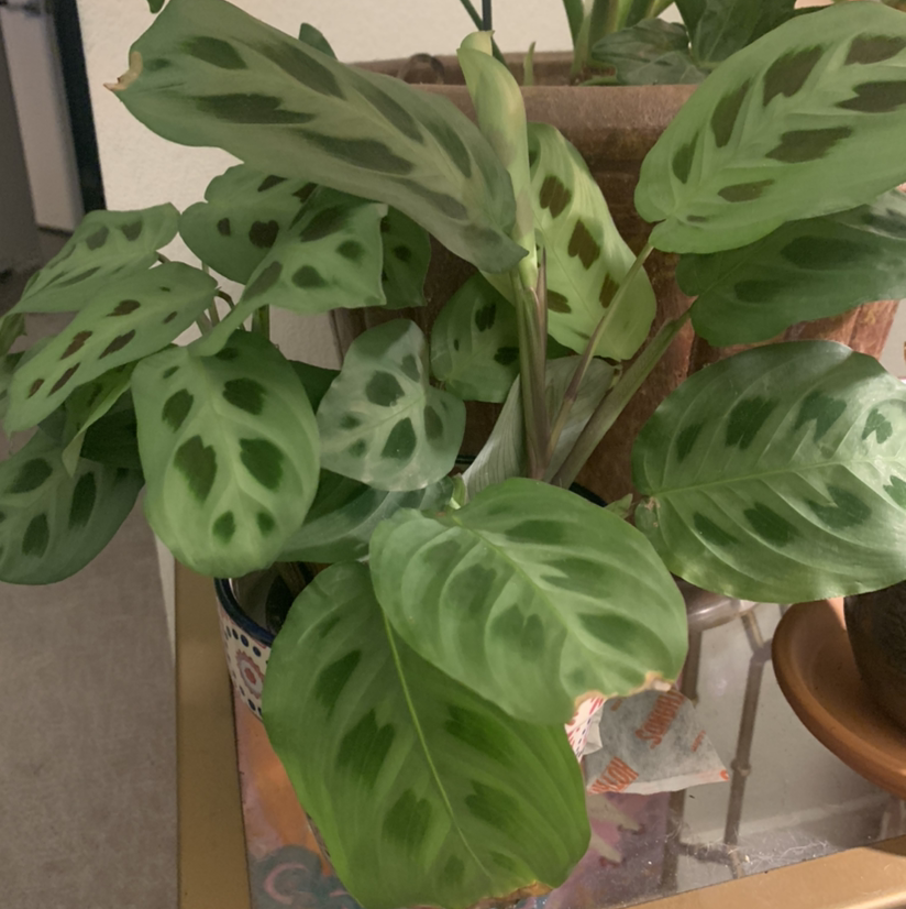 Green Prayer Plant plant photo by @vanillaisblue named Bigleef Smalls on Greg, the plant care app.