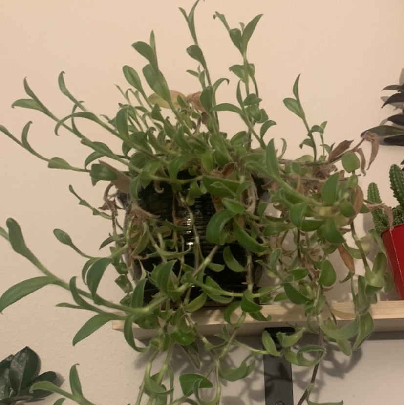 White Velvet plant with elongated green leaves, some browning at tips, in a pot on a shelf.