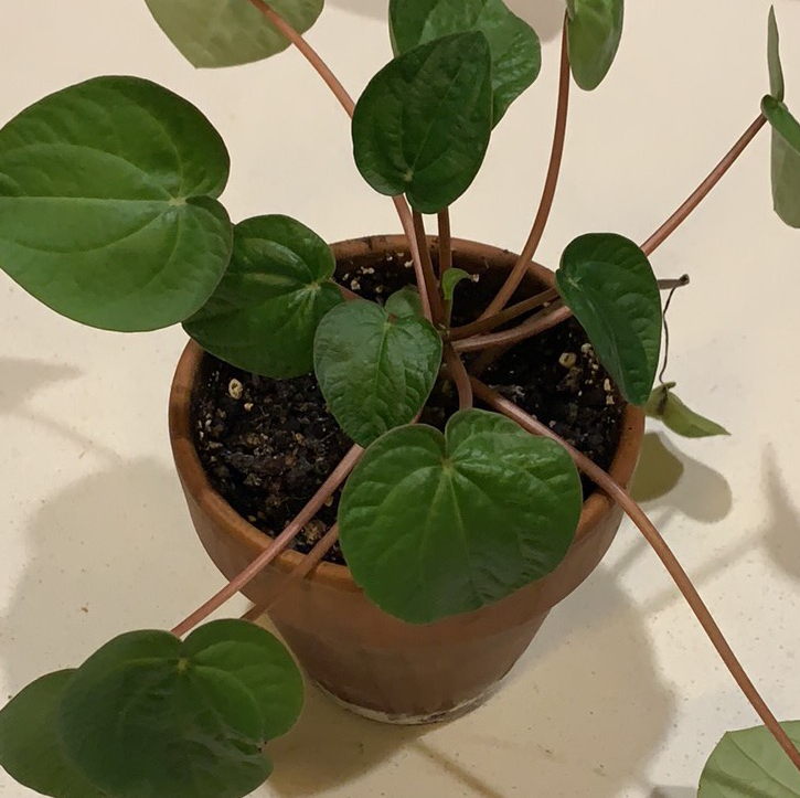 Silver Ripple Peperomia plant in a terracotta pot with healthy green leaves.