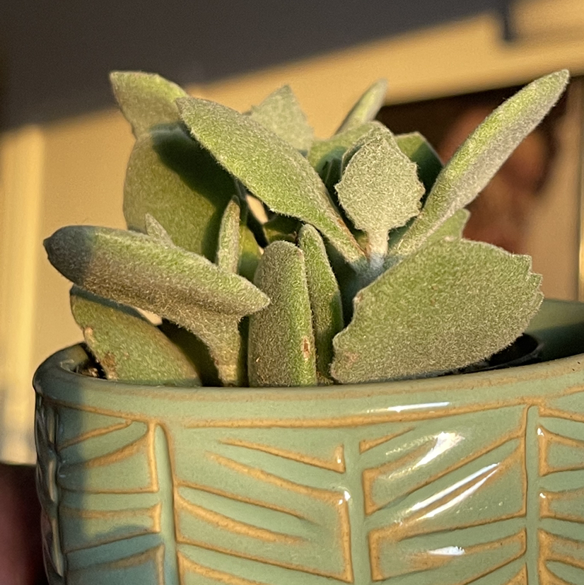 Millot Kalanchoe plant in a decorative pot, appearing healthy with green, fleshy leaves.