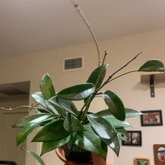 Hoya pubicalyx 'Splash' plant in San Jose, California