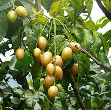 Photo of the plant species Wingleaf Soapberry by Deb named Wampi on Greg, the plant care app