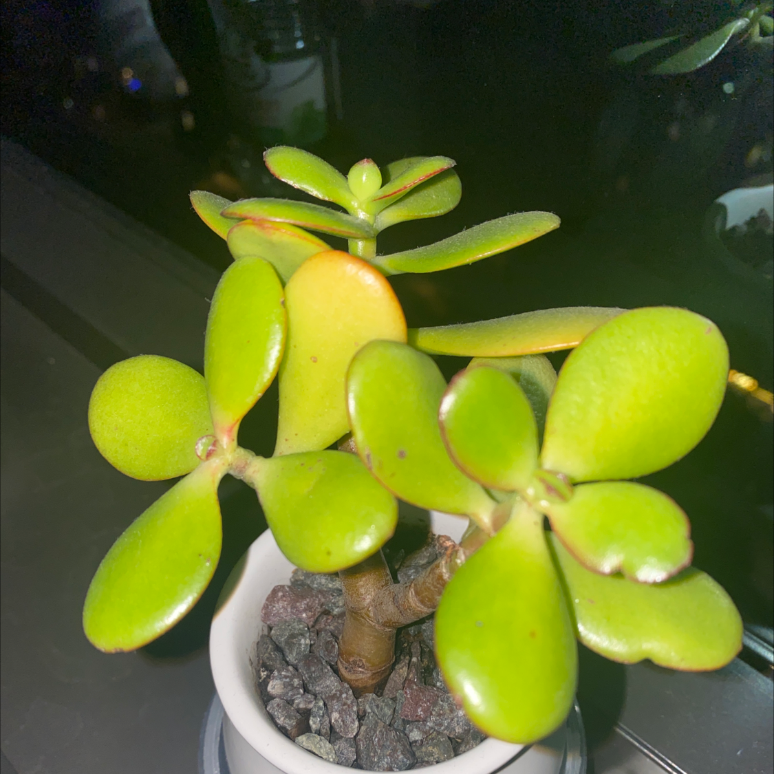 Lucky Plant plant photo by Gabriel named La Guacha on Greg, the plant care app.