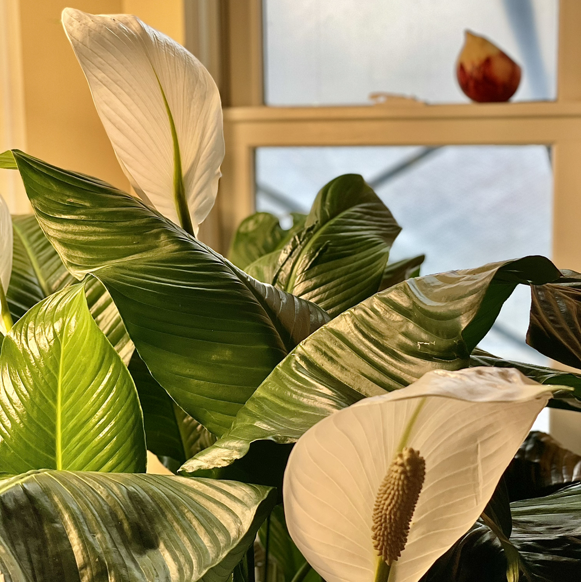 Peace Lily plant photo by @Athena61 named Olivia on Greg, the plant care app.
